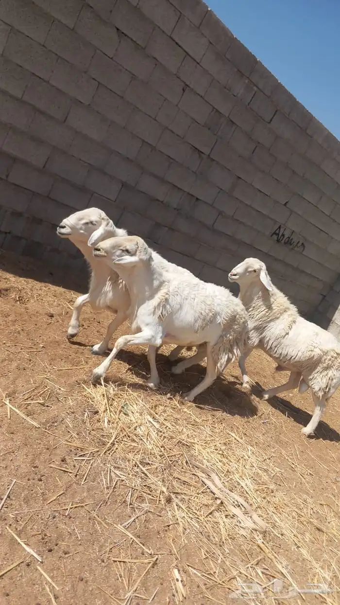 غنم كفو كفو مراح واحد حرش منوة القناي 1