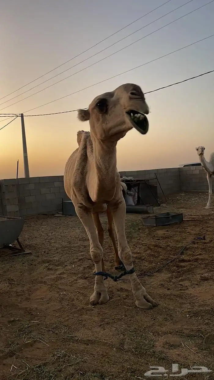 بعير للبيع 5