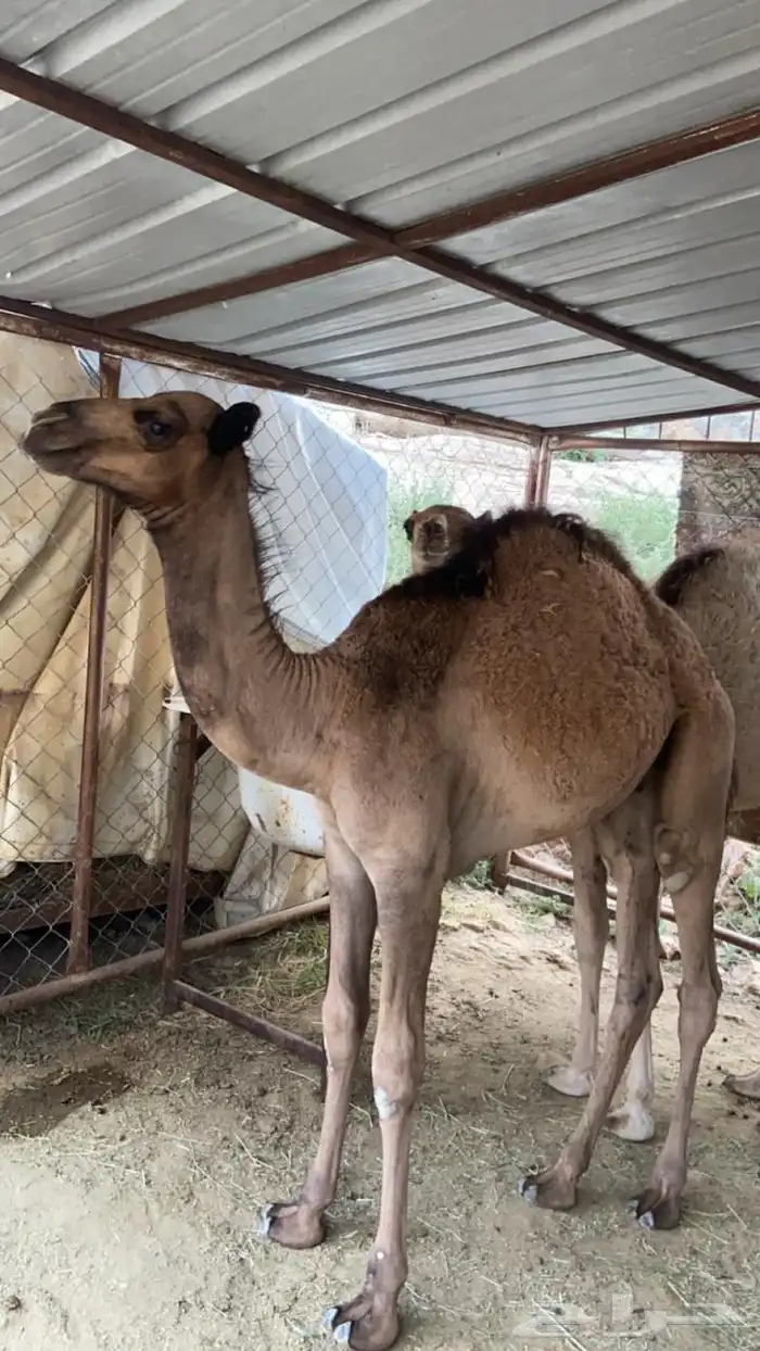 قعدان 1
