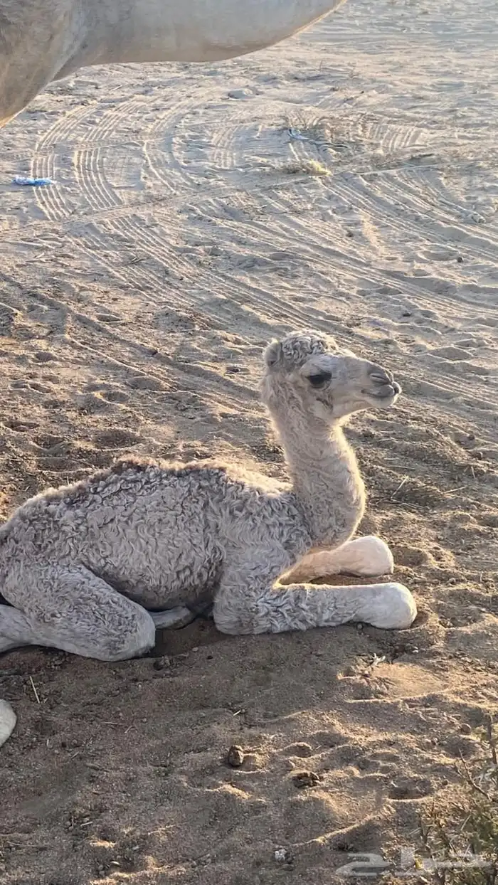 ناقه خلفه مشروطه 4