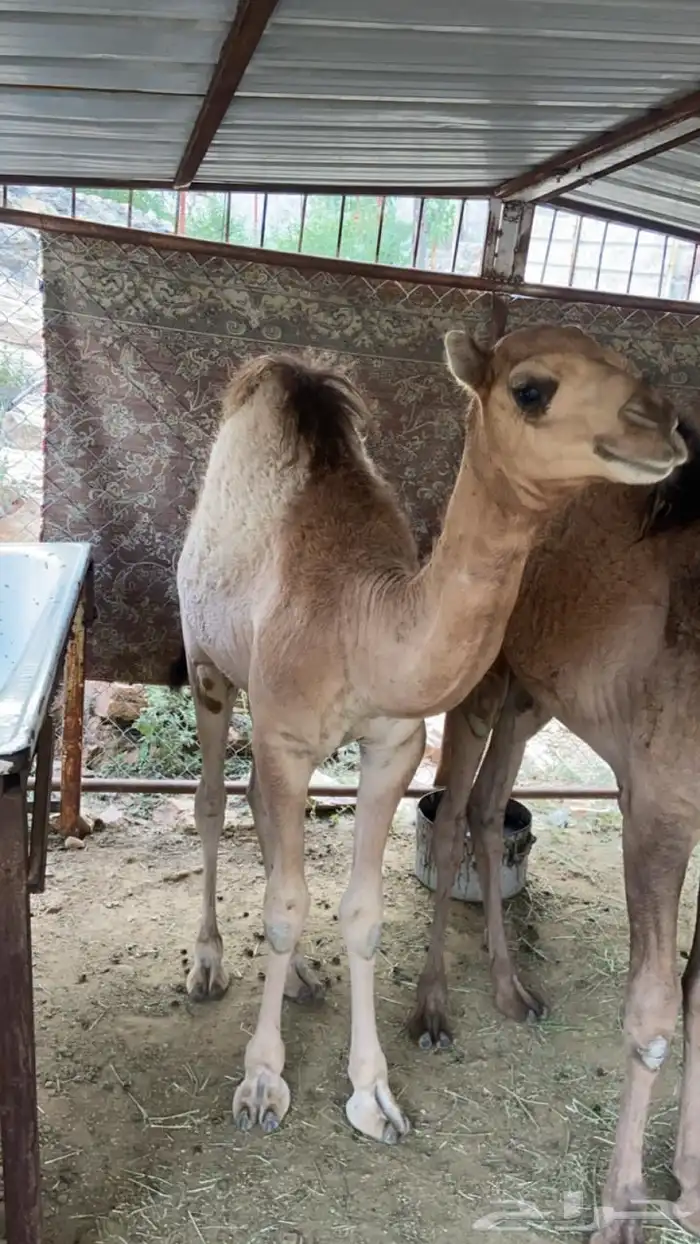 قعدان 0
