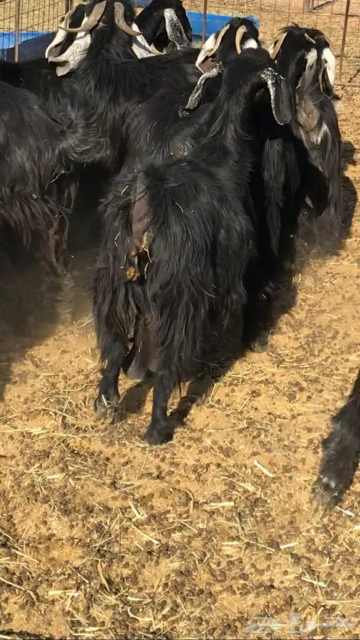 معزا عوارض صنف جروم ناهيه 3