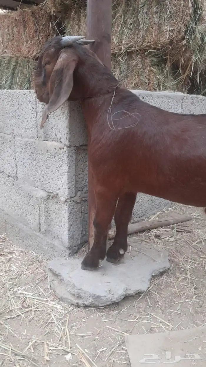 تيس ادهم فاخر 0