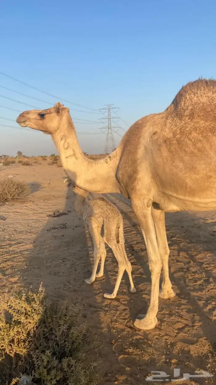 ناقه خلفه مشروطه 0