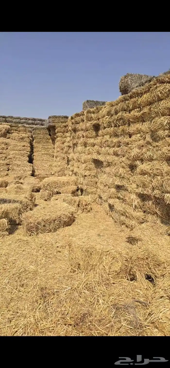 تبن حنطه قمح للبيع 1