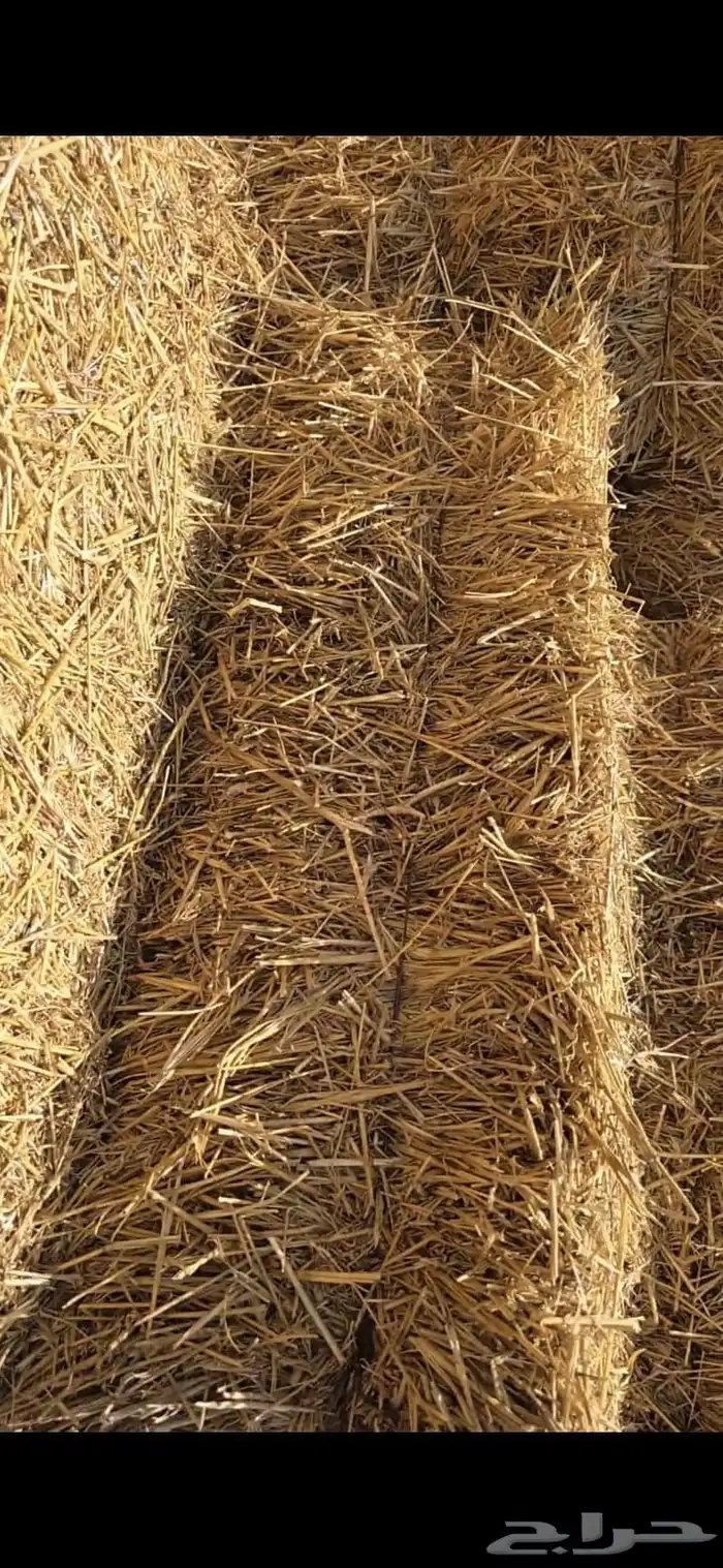 تبن حنطه قمح للبيع 5