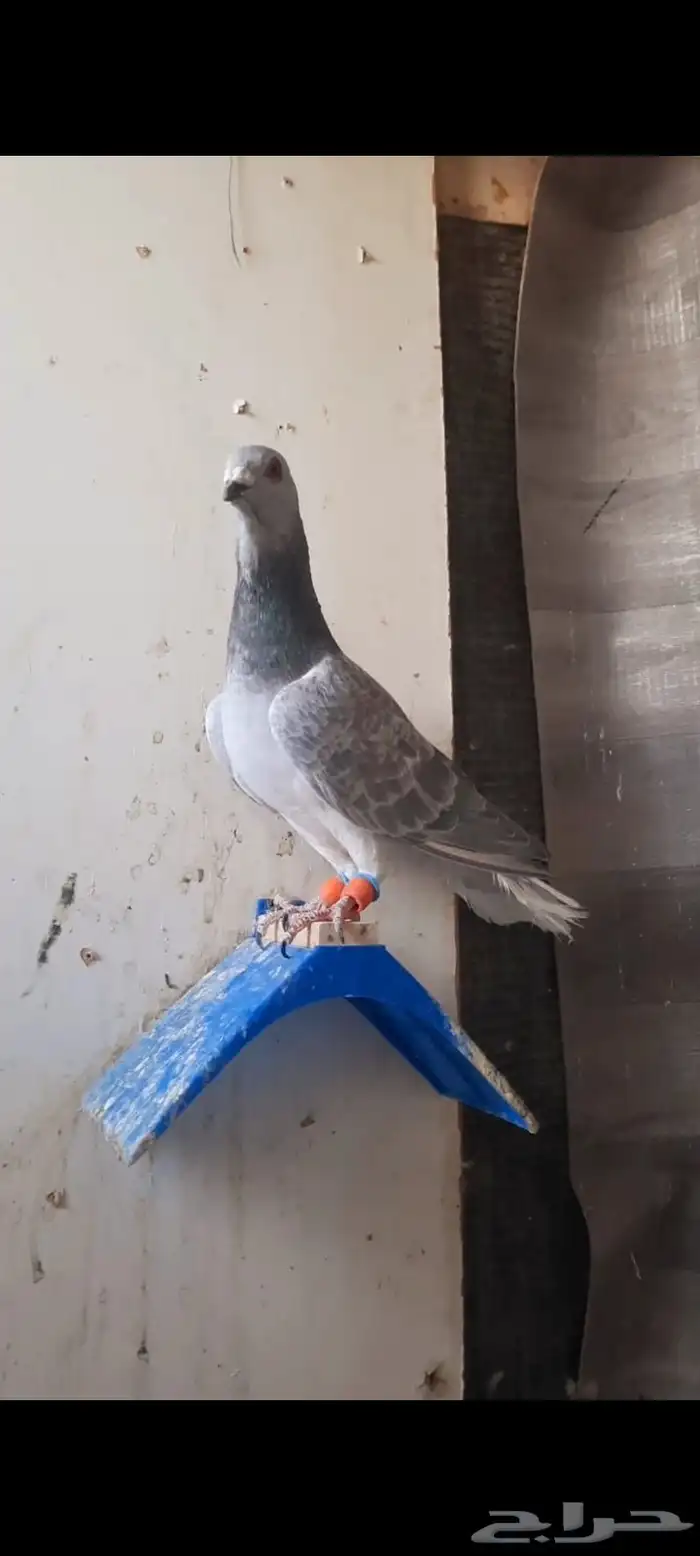 طيور شاميه ماشاءالله 4