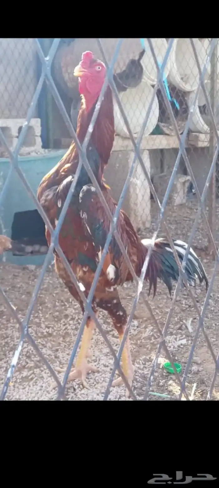 طقم شامو الماني 0