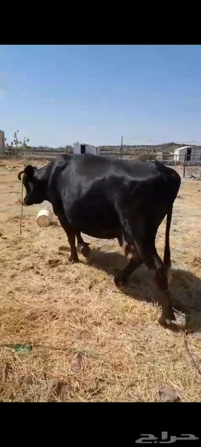 بقره للبيع لقحه 0
