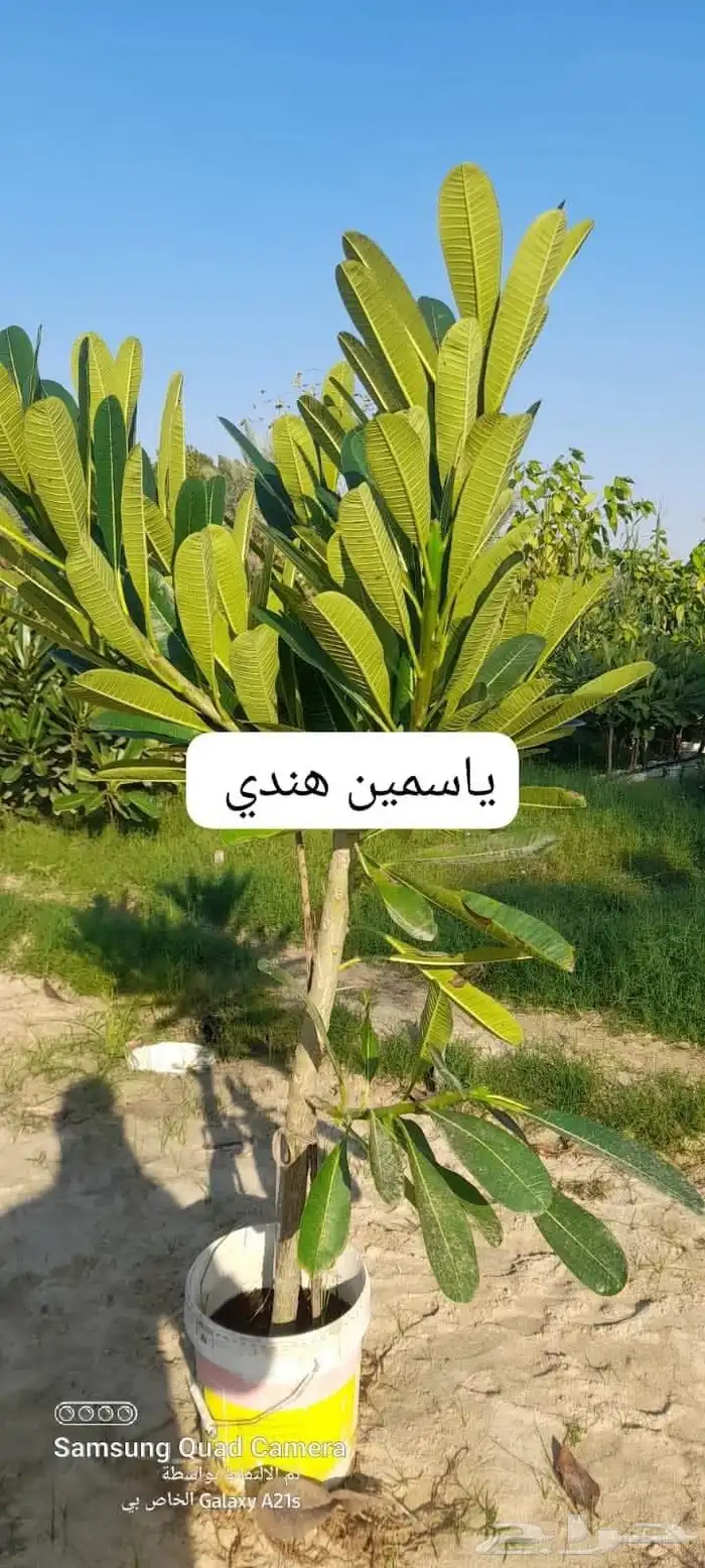 تنسيق حدائق أشجار وزهور 7