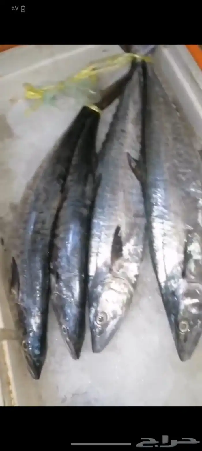 سمك بلدي طازج ديراك 1
