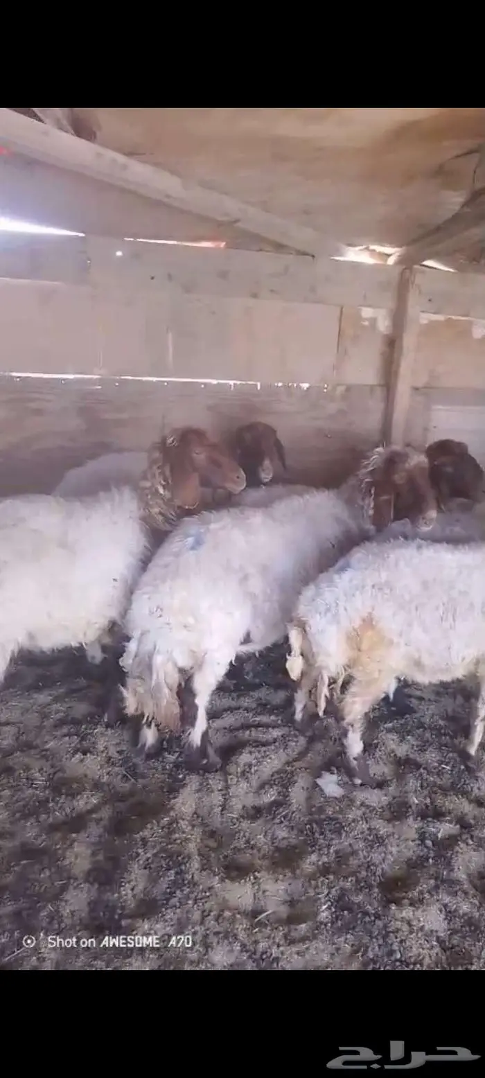 غنم نعيم مقاني طيبه العدد 16 اشباب 0