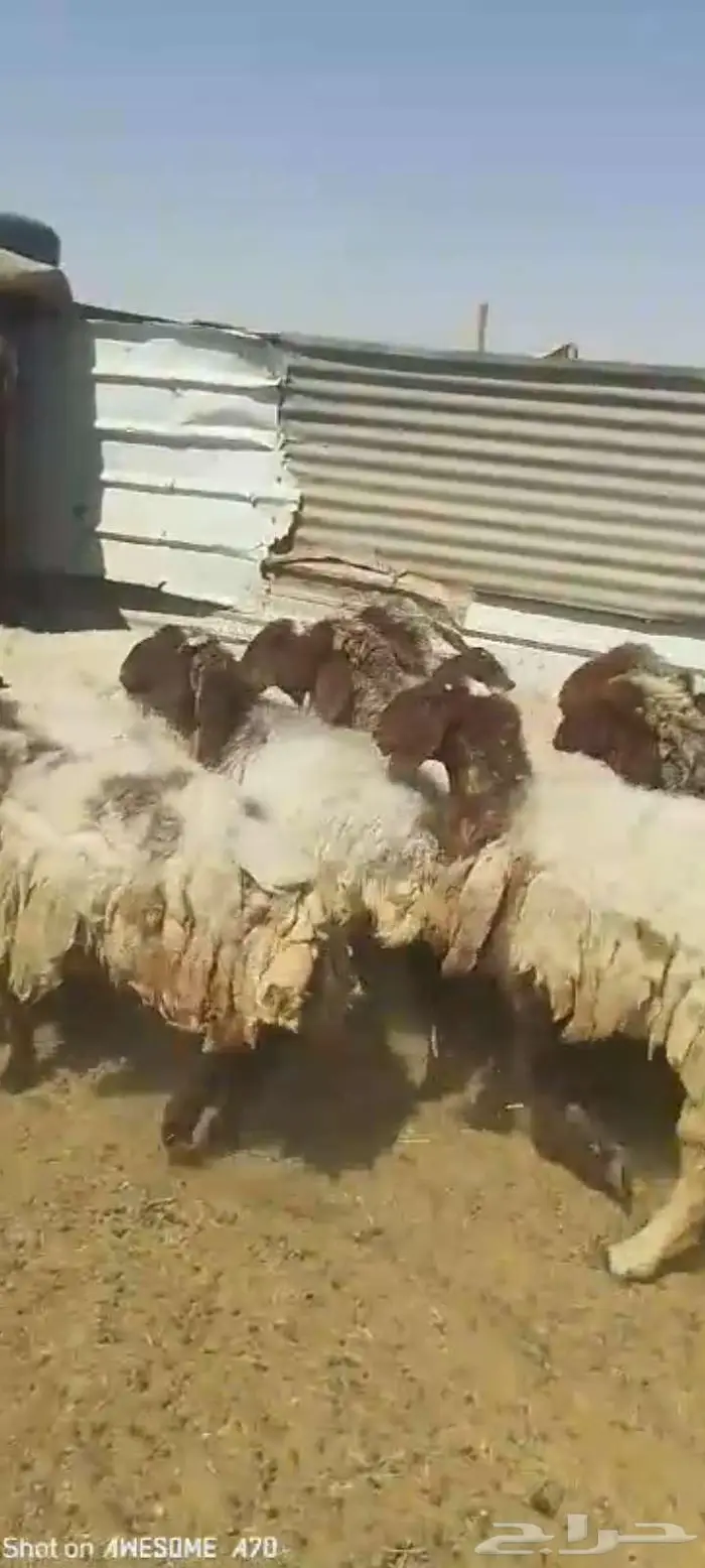 غنم نعيم مقاني طيبه العدد 16 اشباب 1