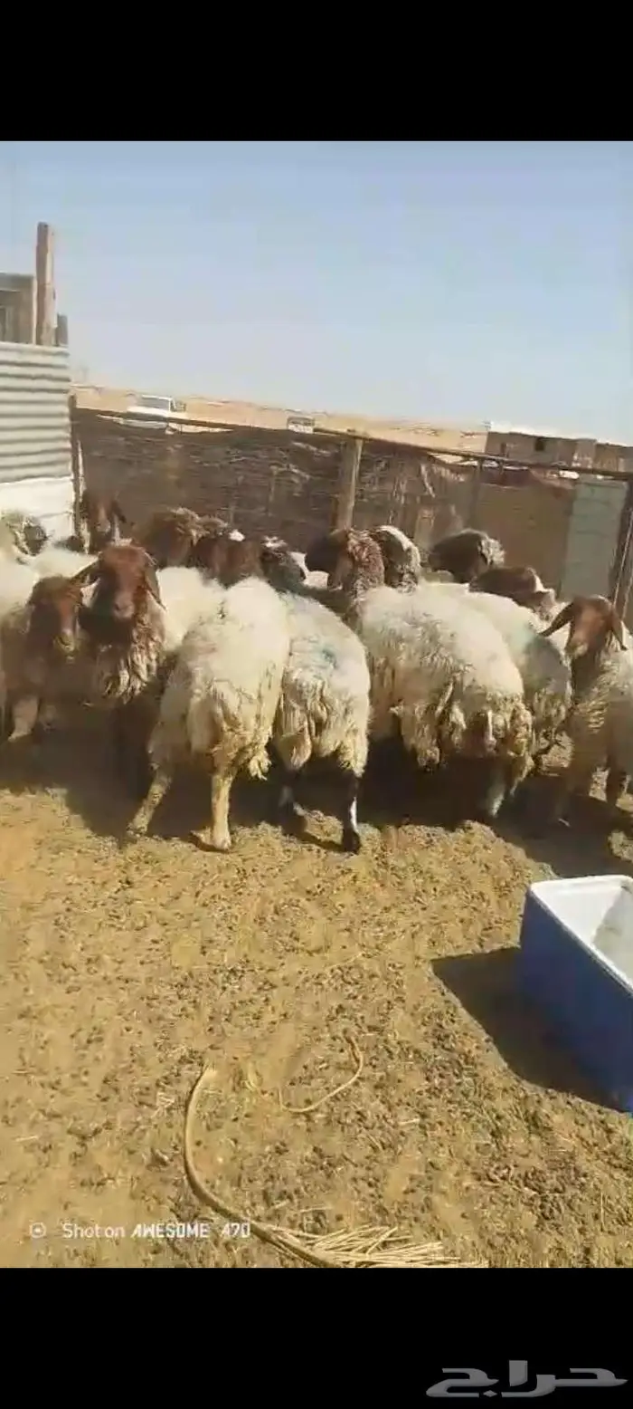 غنم نعيم مقاني طيبه العدد 16 اشباب 11