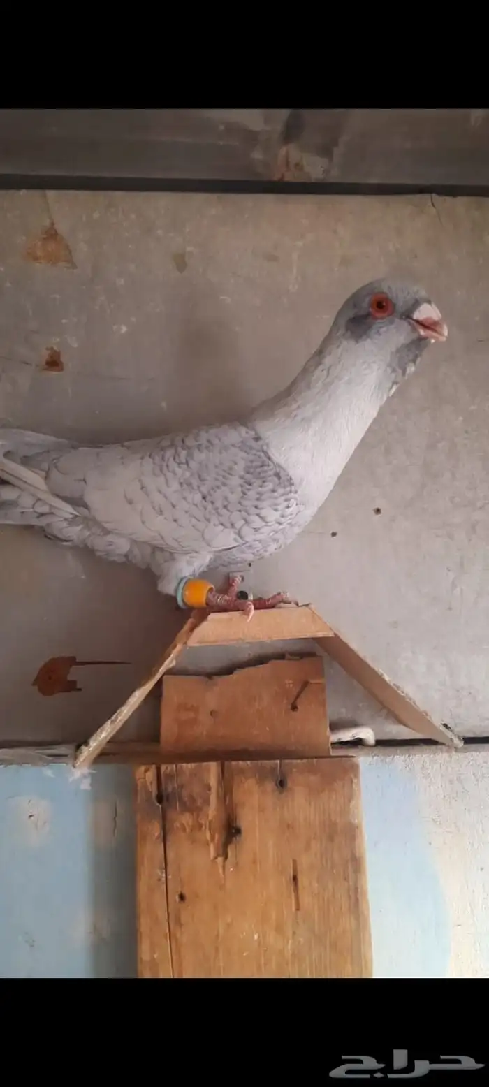 طيور شاميه ماشاءالله 3