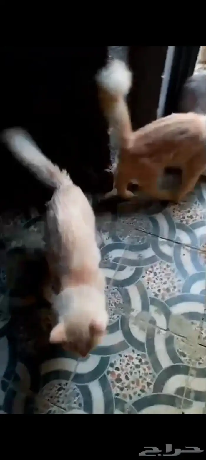 للبيع قطط صغار أليفة 3