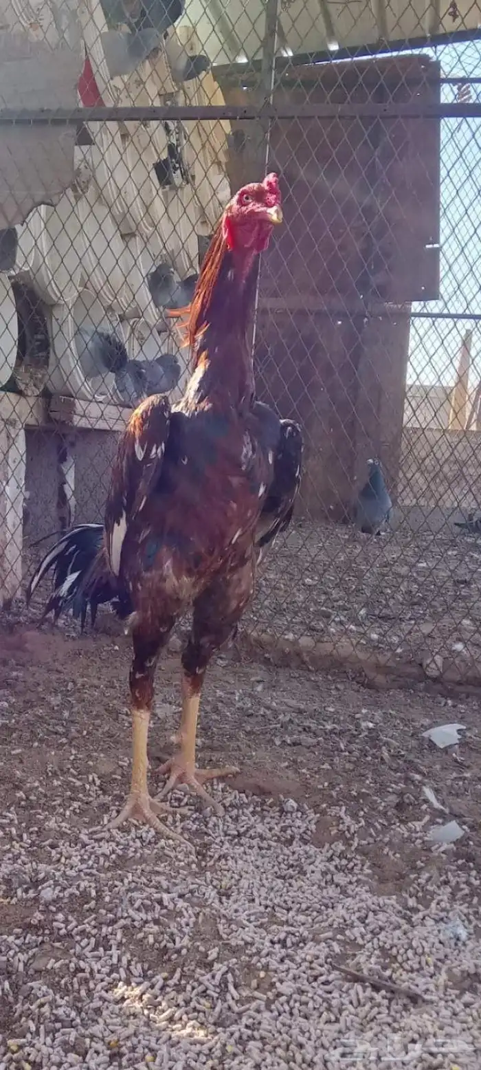 طقم شامو الماني 2