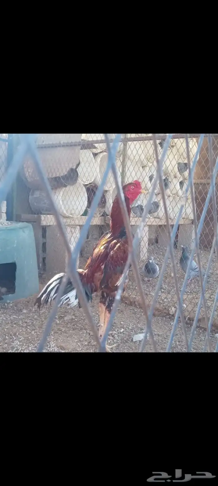 طقم شامو الماني 1