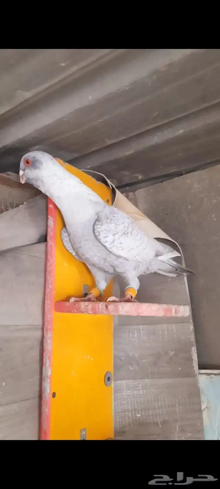 طيور شاميه ماشاءالله 0