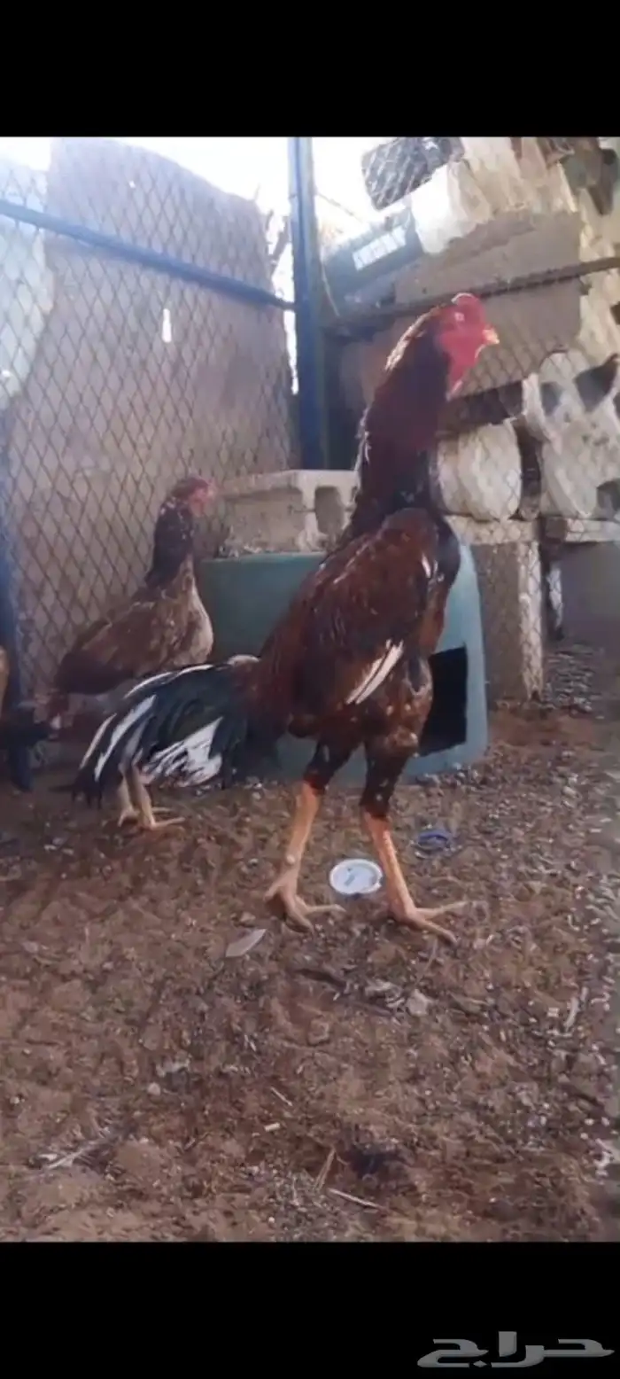 طقم شامو الماني 9