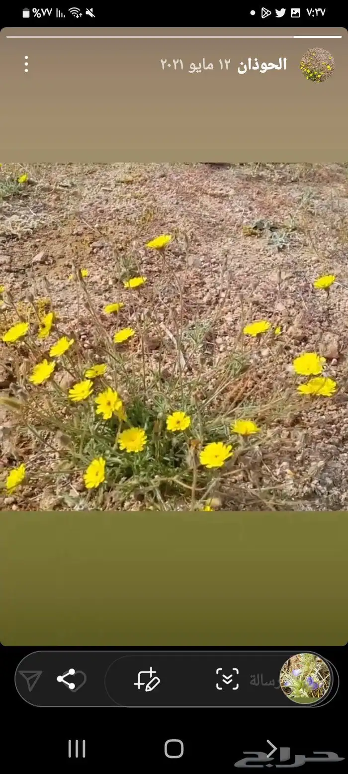 عرض خاص رقم 2 - بذور ازهار الربيع البرية 8