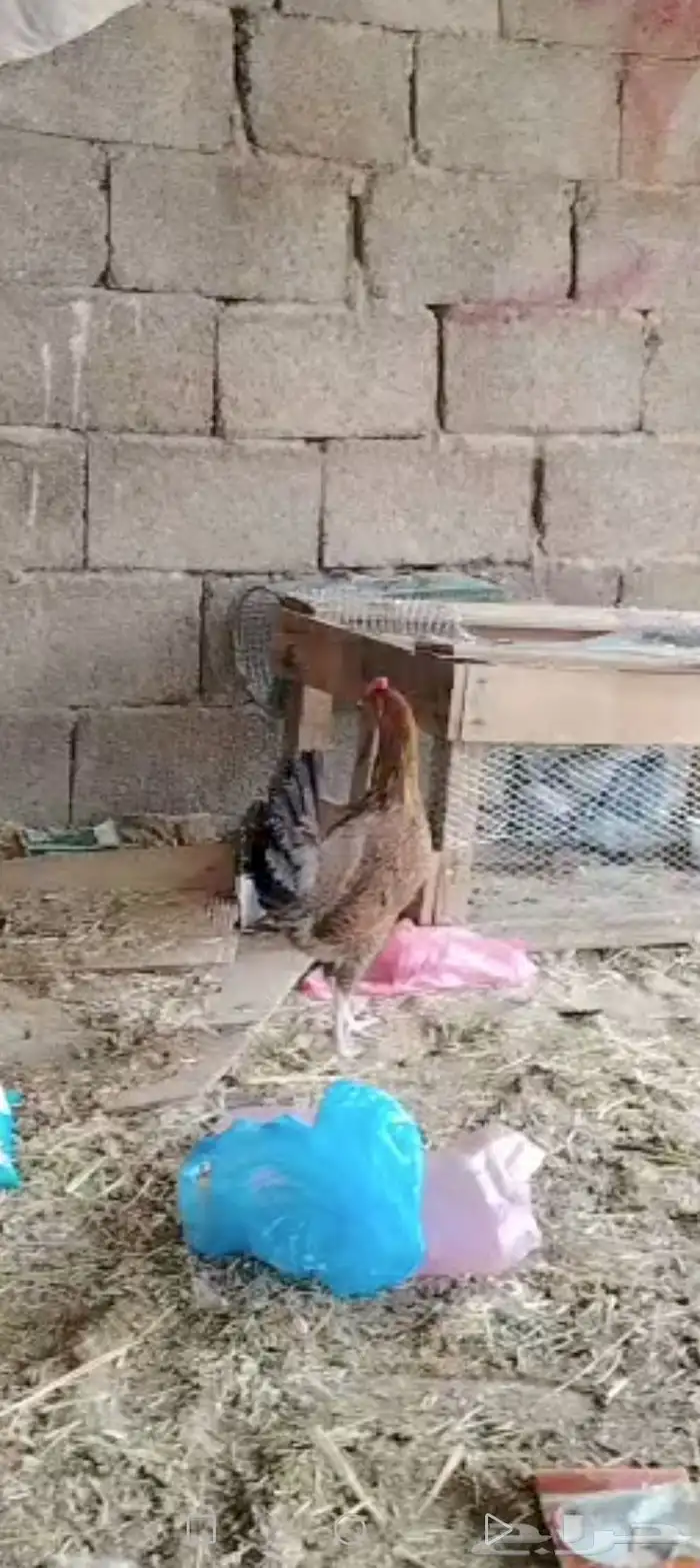 دجاج بلدي 2