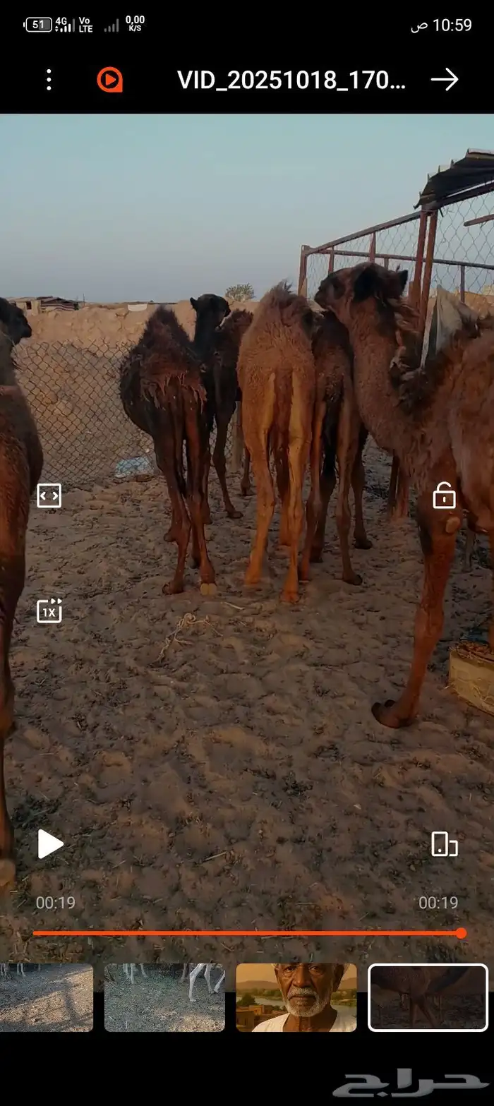 السلام عليكم اعراض حشو تربيه العدد 7فها بكرين 0