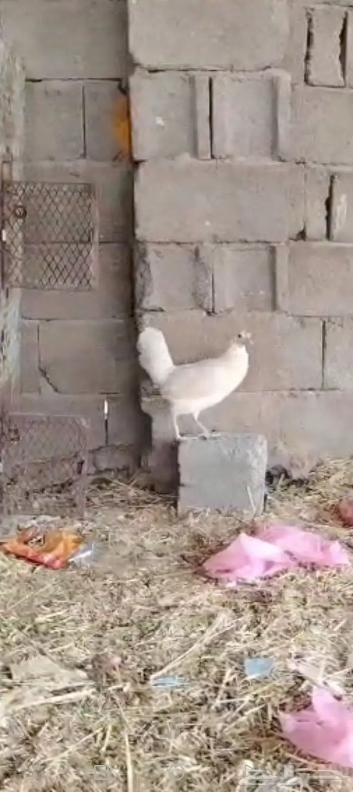 دجاج بلدي 0