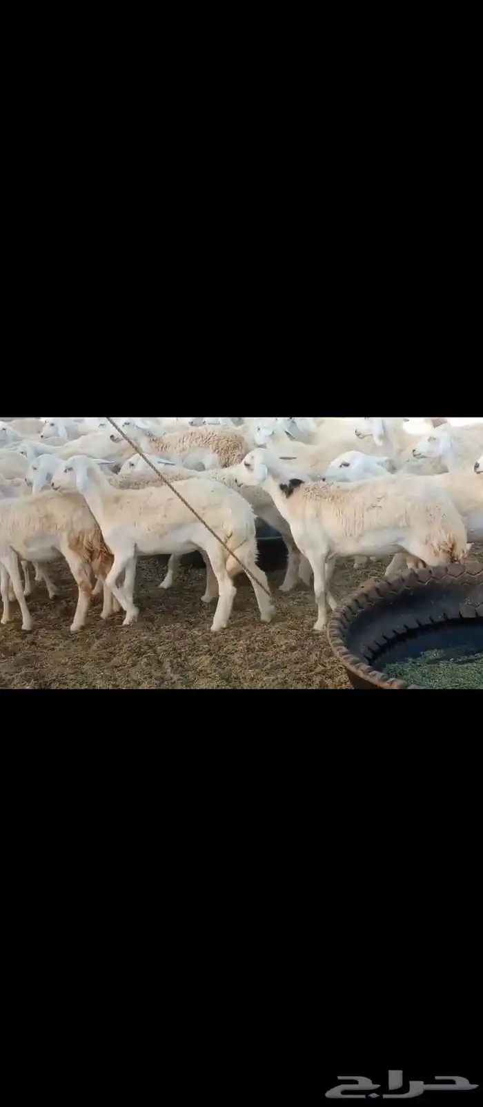رخال العدد70السن جدعلت 5