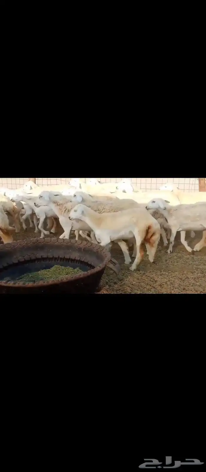 رخال العدد70السن جدعلت 9