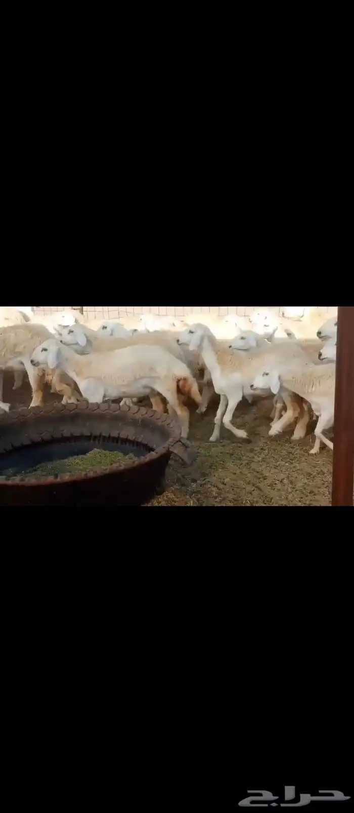 رخال العدد70السن جدعلت 8