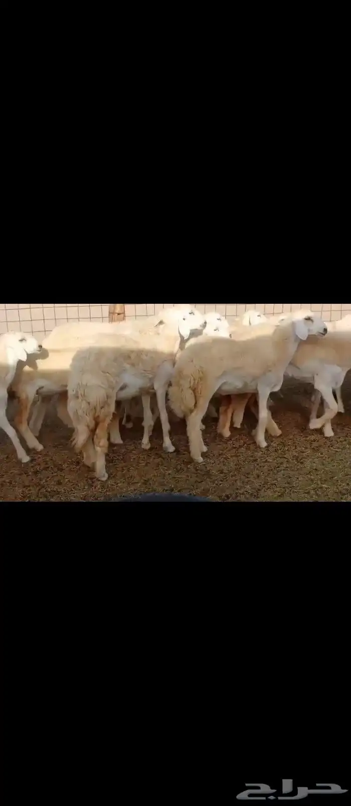 رخال العدد70السن جدعلت 2