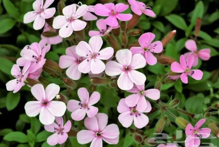 عرض خاص رقم 2 - بذور ازهار الربيع البرية 11