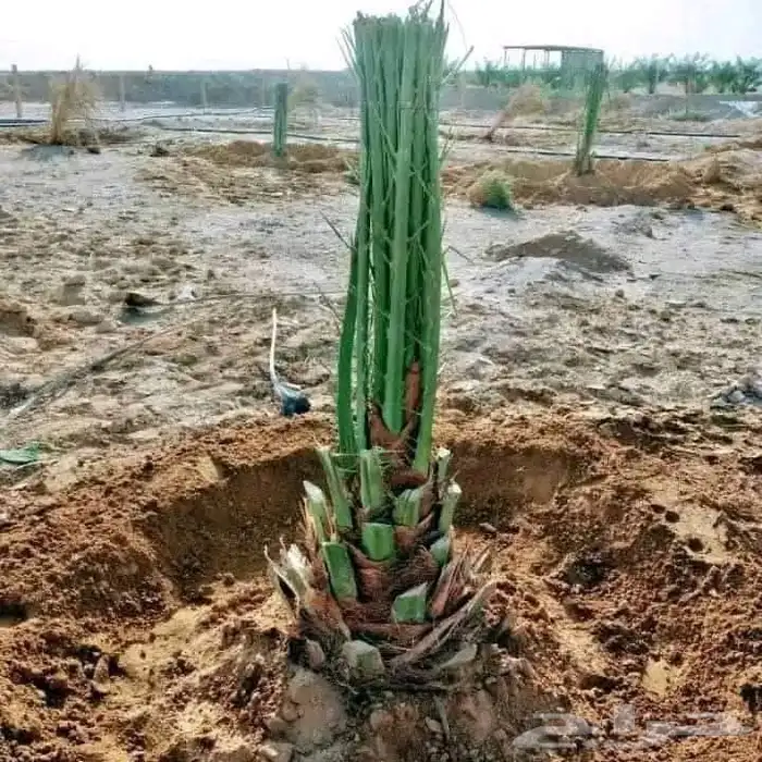 قص الاشاجر وتكريب النخال 3