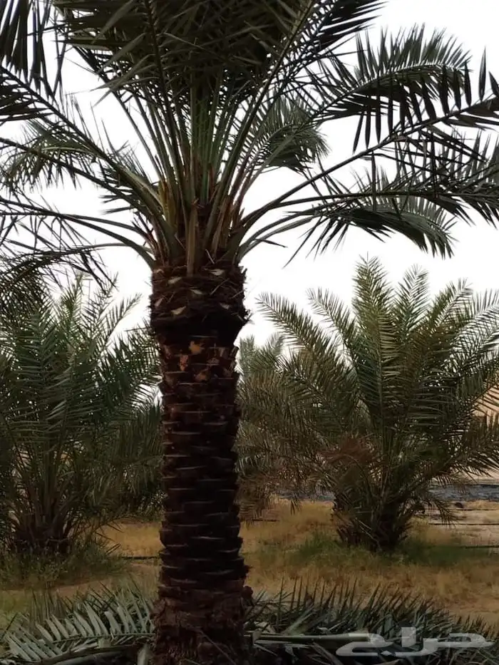 نخل للبيع في جده مكه نخل للبيع جده بجميع انواعها ومقاساته 3