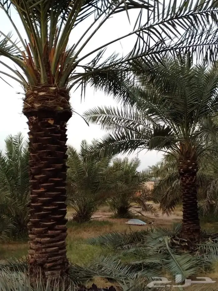 نخل للبيع في جده مكه نخل للبيع جده بجميع انواعها ومقاساته 1