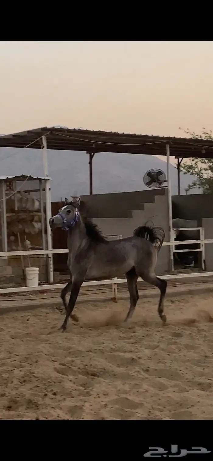 مهر شعبي شيخ 1