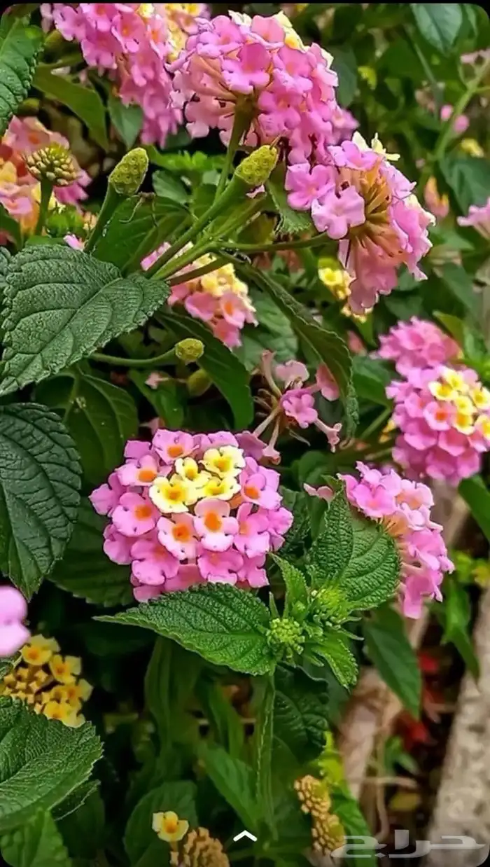 تنسيق حدائق أشجار وزهور 6