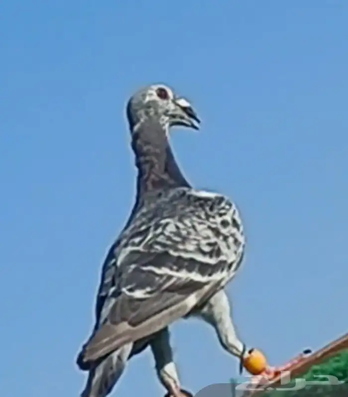 حمام شامي كش 8