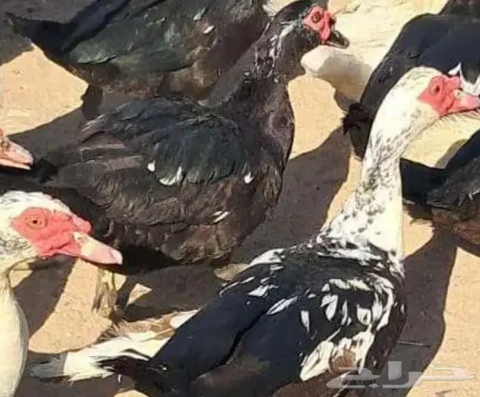 مطلوب ذكور بط مصري 0