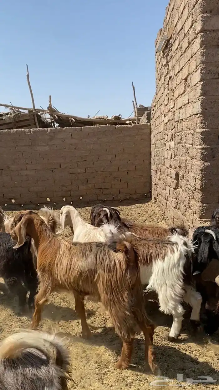 جفار قبرصيات مصريات صنف 3
