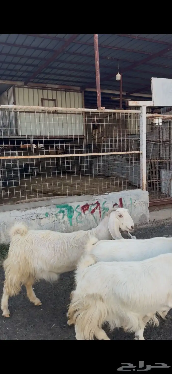 معزا بيض نوادر 3
