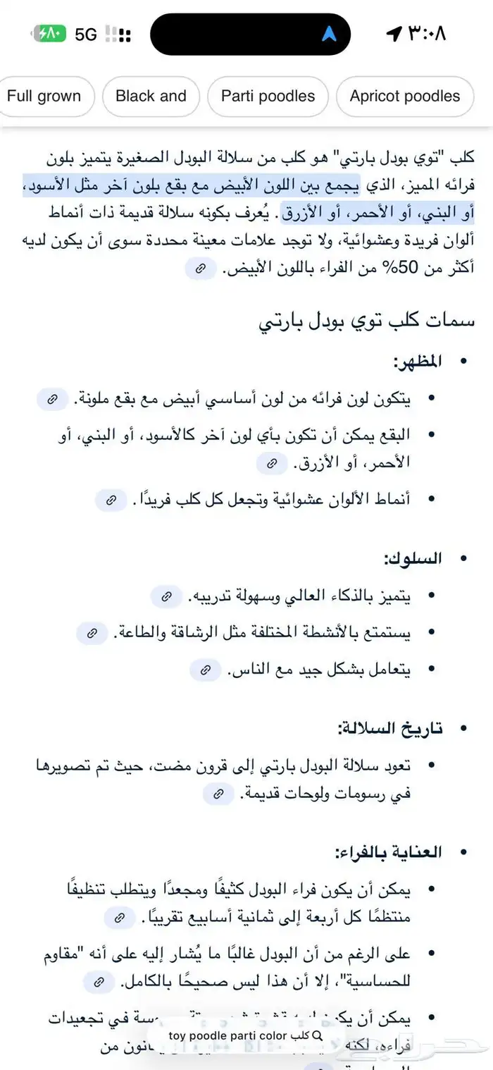 انثى توي بارتي بودل مستورده 4