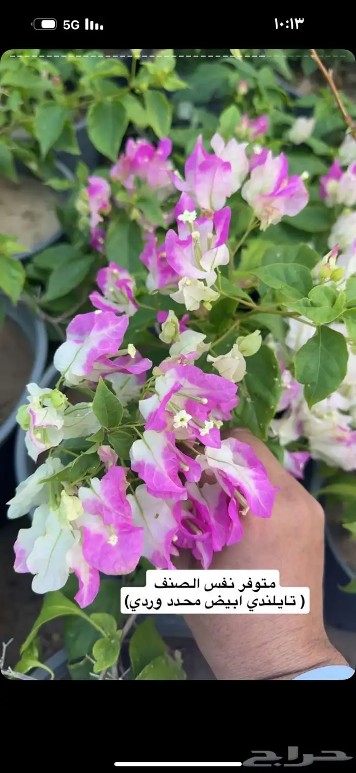 جهنميات بسعر الجملة 0