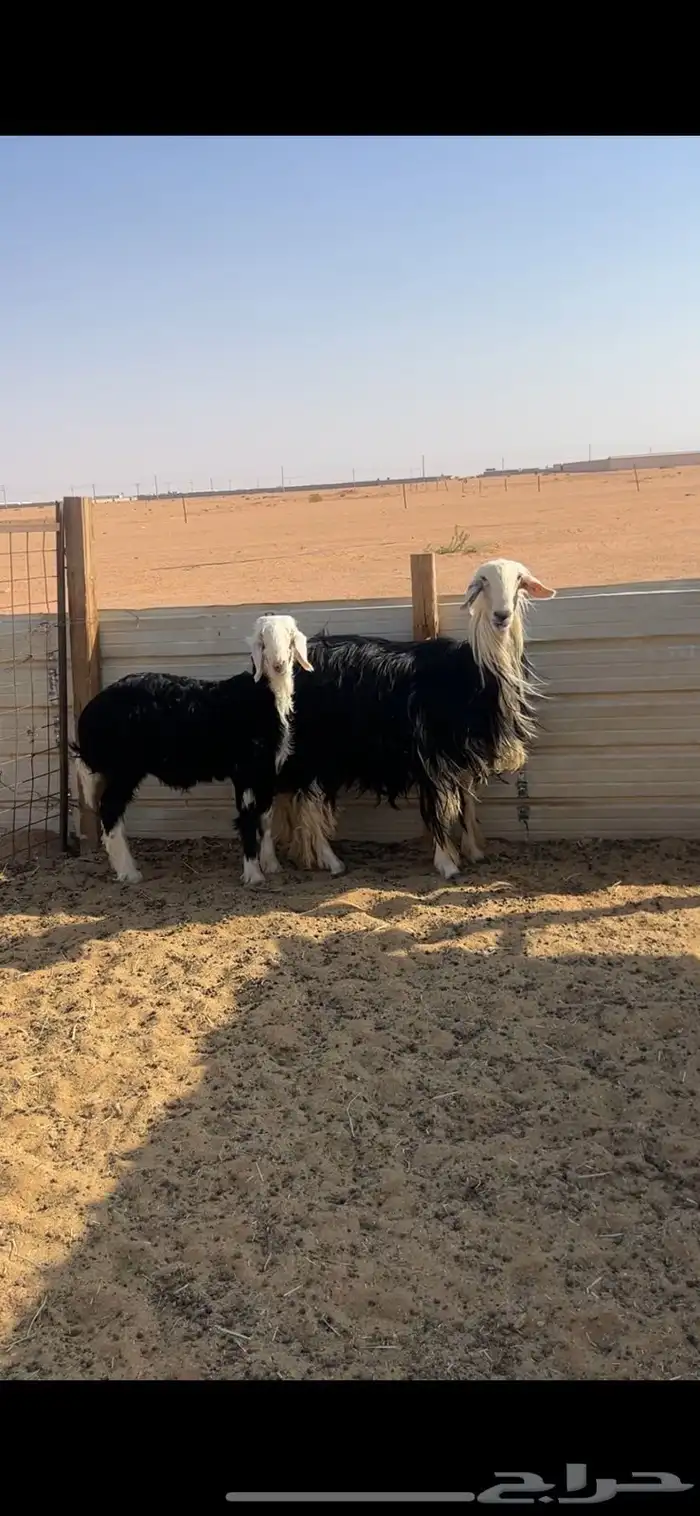 شاه نجديه خصم تحتها خروف 0