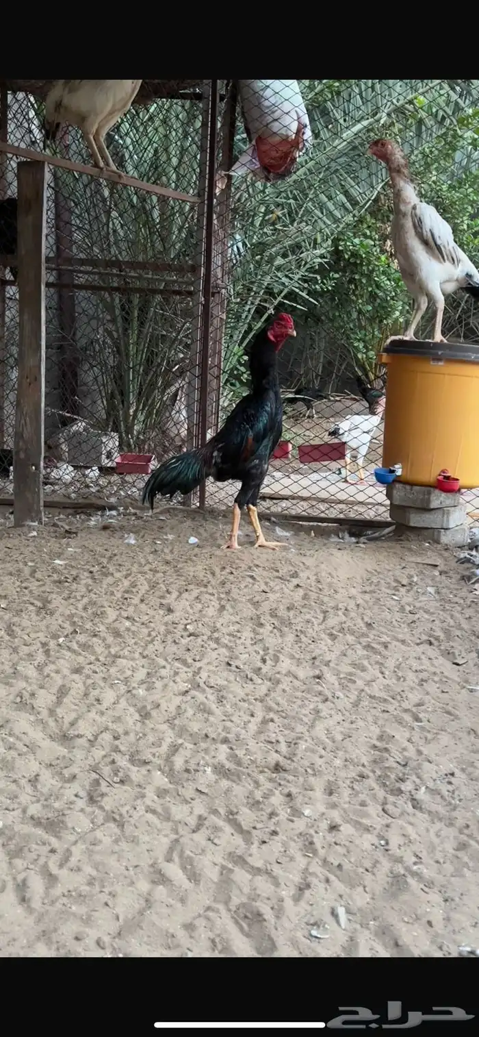 فروخ شامو ياباني 6