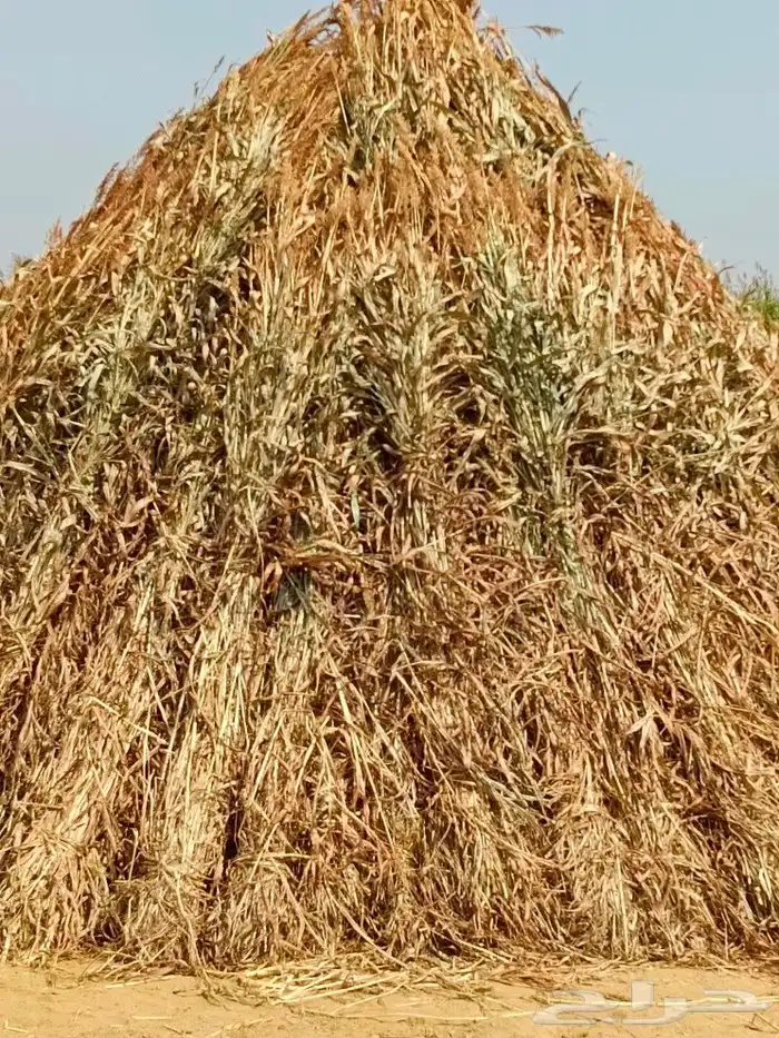 قصب يابس جديد 1