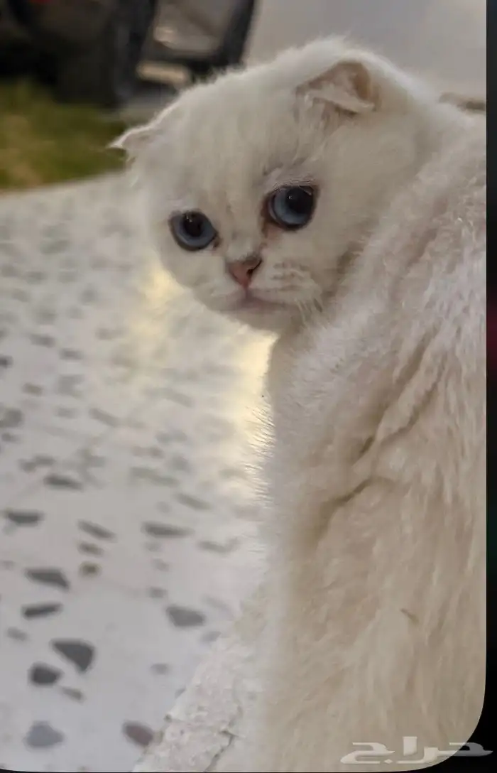 قط سكوتش انثى 6