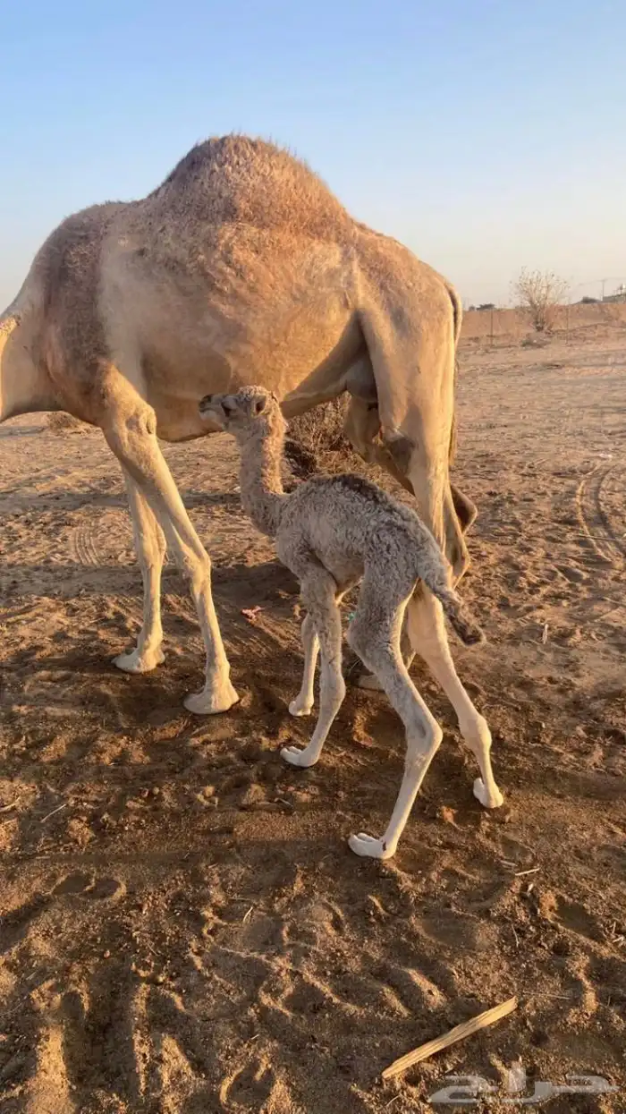 ناقه خلفه مشروطه 2