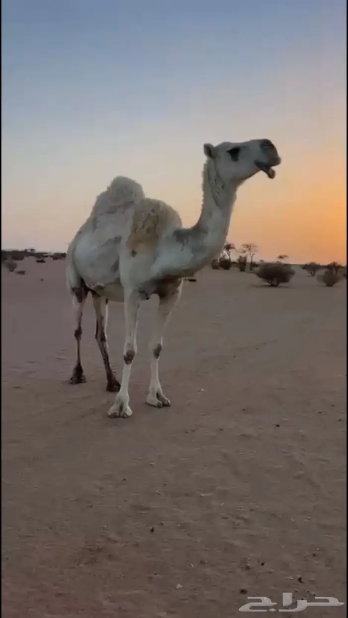 لقحه كفو للبيع 0
